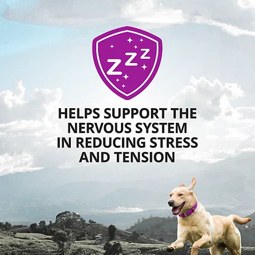 4health Calming Aid with Melatonin Soft Chews for Dogs, 90 ct.