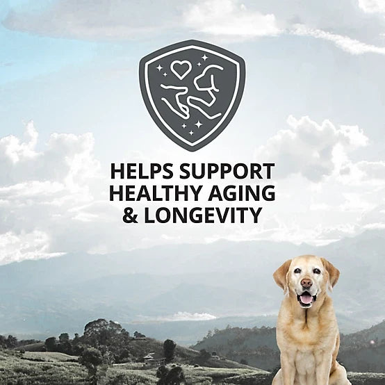 4health Healthy Aging 5-in-1 Supplement Soft Chews for Senior Dogs, 90 ct.