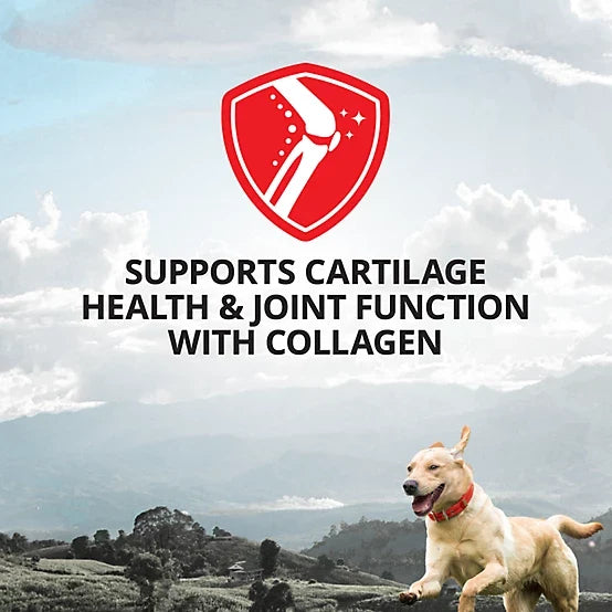 4health Hip and Joint Supplement Powder for Dogs, 6.2oz