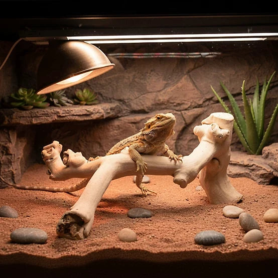 A&E Cage Medium Java Wood Reptile Branch