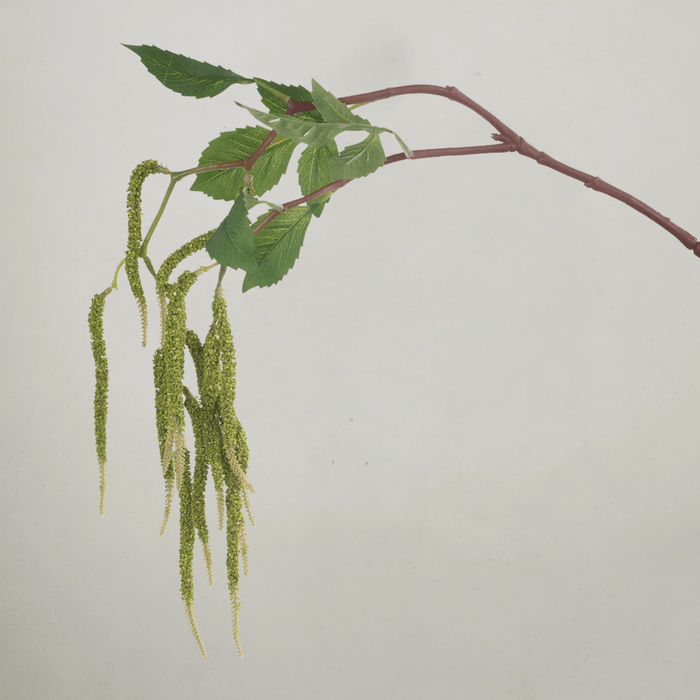 Amaranthus Spray - Green 88cm - Few and Far - Flowers & Foliage