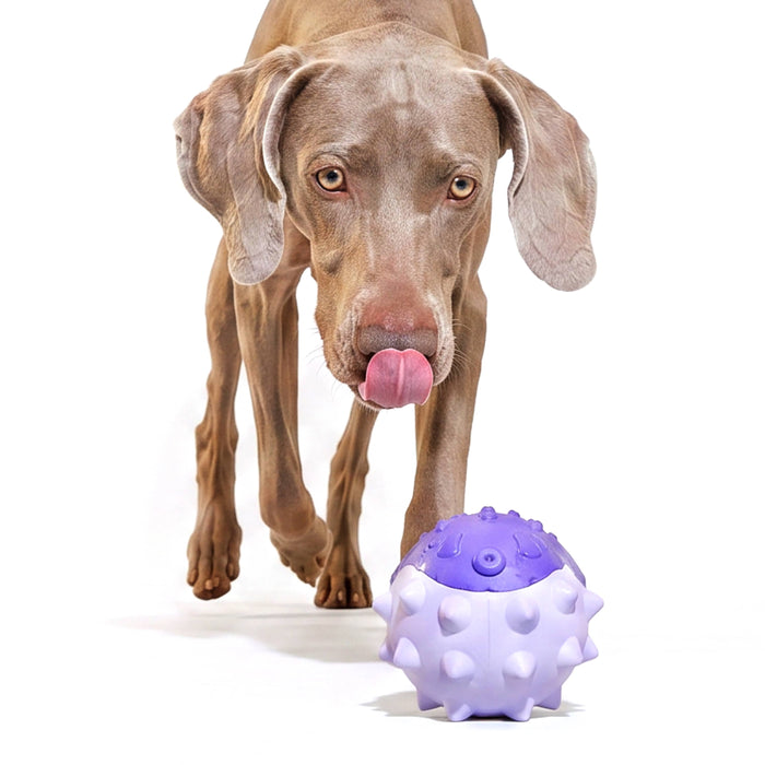 BARK Super Chewer durable rubber blowfish dog toy