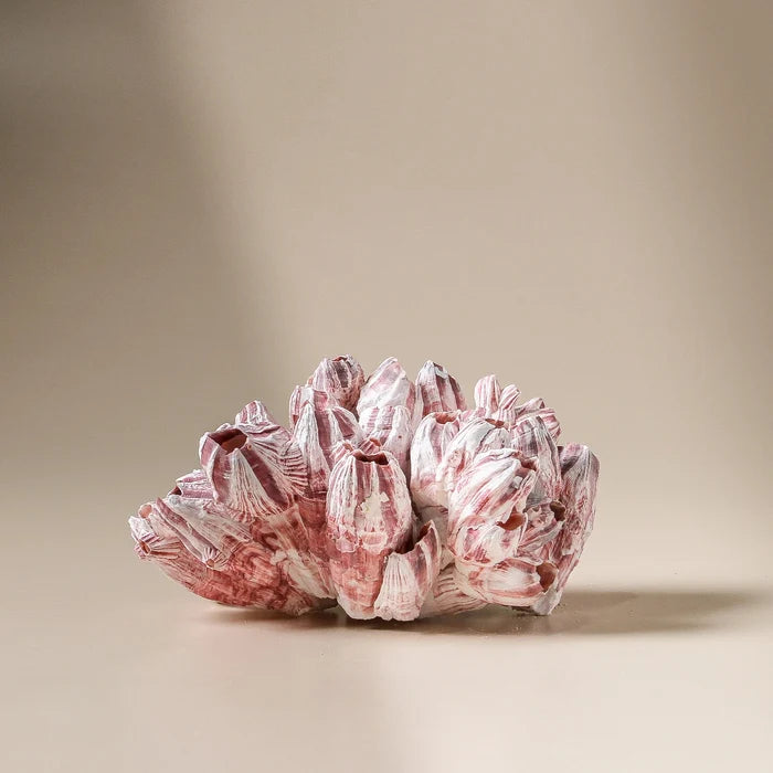 Barnacle - Small - Few and Far - Decorative Objects