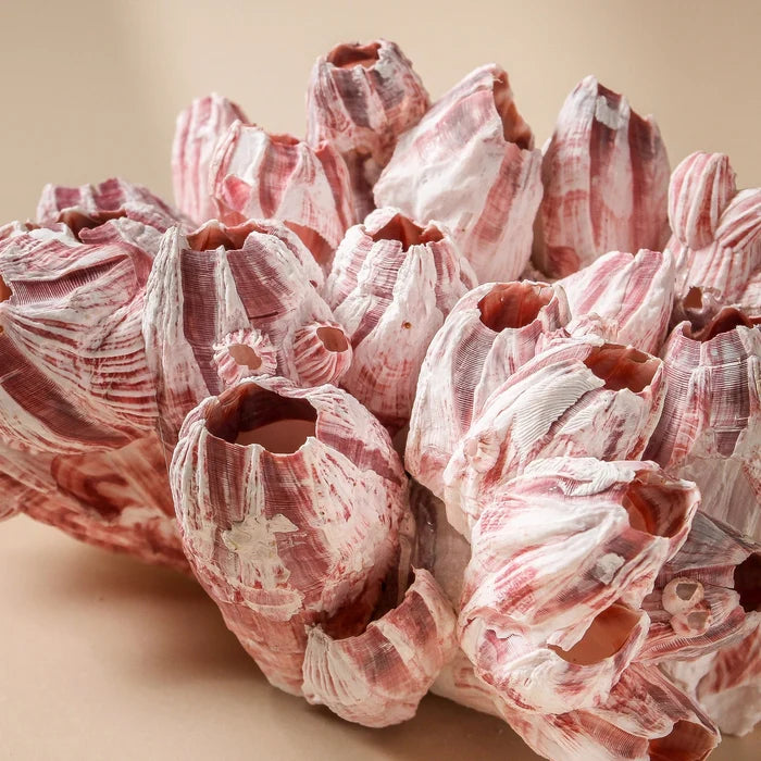 Barnacle - Small - Few and Far - Decorative Objects