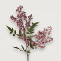 Berry Pepper Spray - Pink Burgundy 60cm