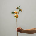 Camellia 66cm Yellow - Few and Far - Flowers & Foliage