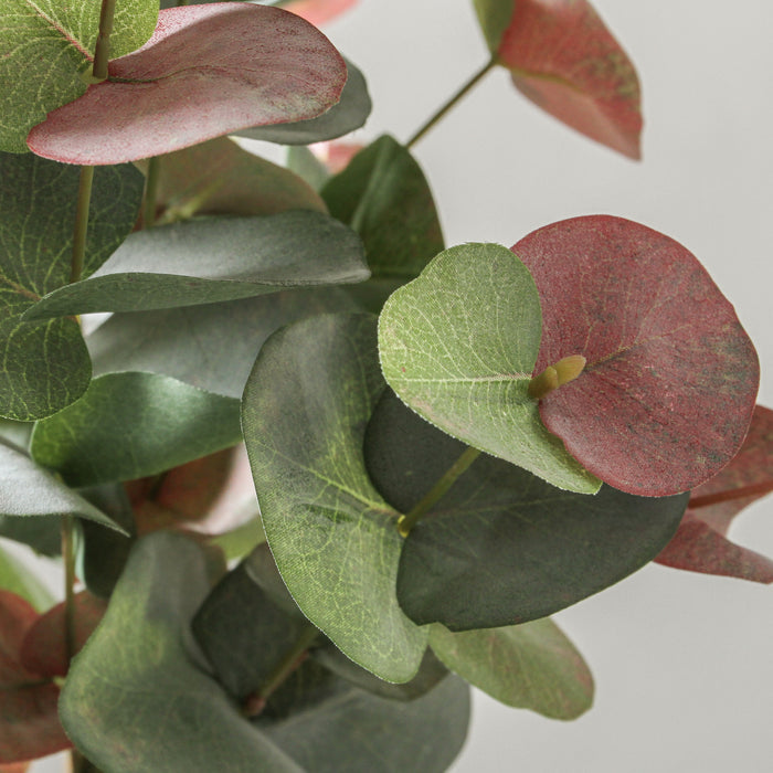 Eucalyptus Flowering - Spinning Gum Bush Pink 60cm