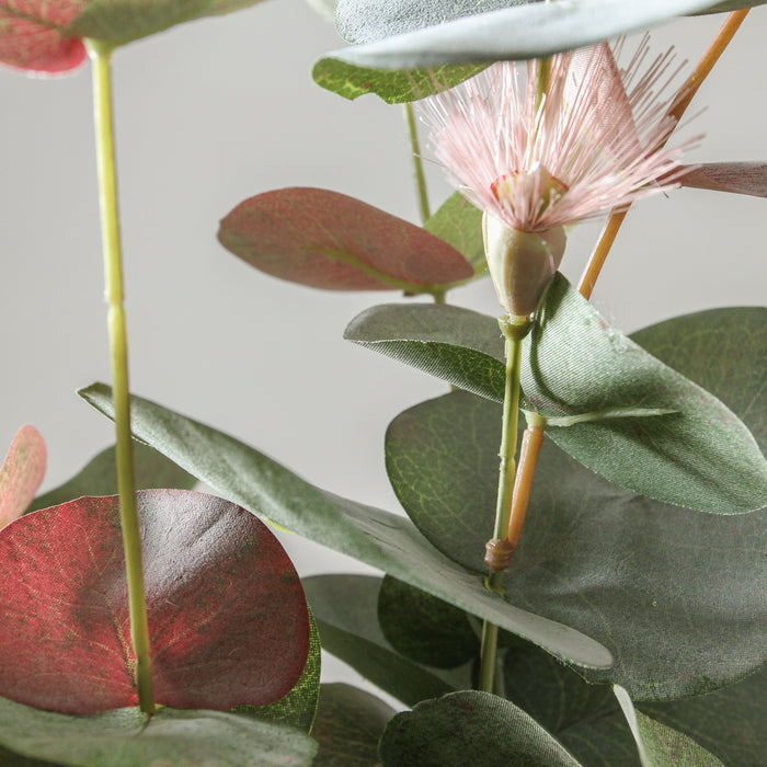 Eucalyptus Flowering - Spinning Gum Bush Pink 60cm