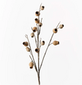 Eucalyptus Pod Spray - Natural 86cm
