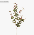 Eucalyptus Silver Dollar - Grey Red 86cm