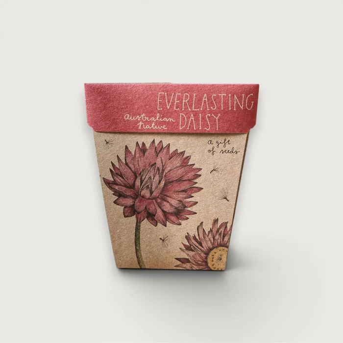 Everlasting Daisy Gift of Seeds