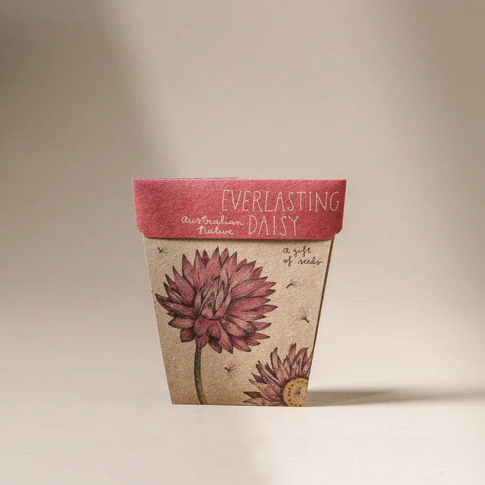 Everlasting Daisy Gift of Seeds - Few and Far - Gifts