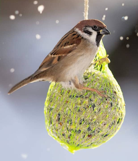 Garden & Fun Suet Balls, 6pk, 540g, by A&E Cage Co