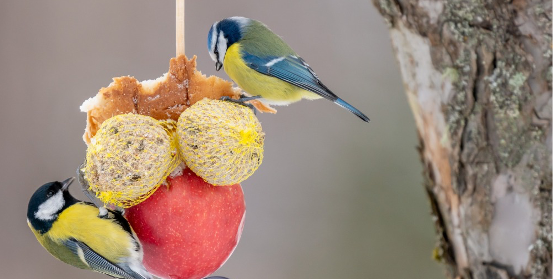 Garden & Fun Suet Balls, 6pk, 540g, by A&E Cage Co