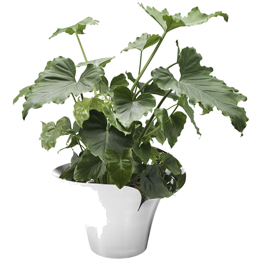 This Georg Jensen Stainless Steel Bloom Botanica Large Plant Pot is perfect for indoor plants.