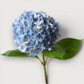 Hydrangea - Blue 68cm