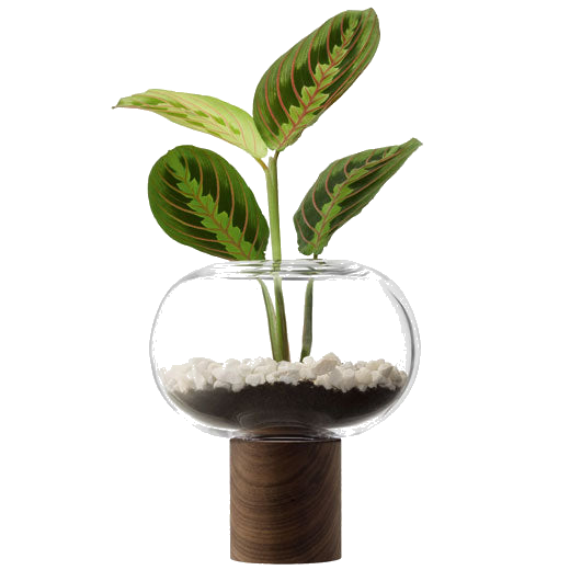 LSA International's Select Oblate Tall Vase with Walnut Base can be used for plants or candles.