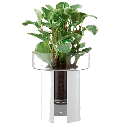 This Terrazza Chalk White Planter 22cm by LSA has a clear glass section to allow natural light.
