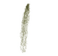 Moss Spanish Hanging