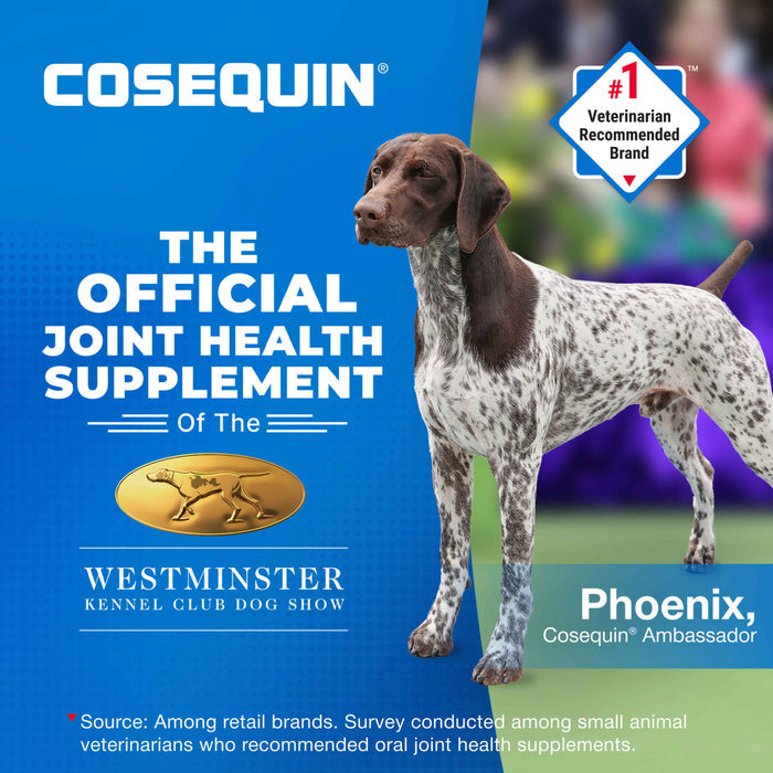 Nutramax Cosequin Maximum Strength Plus MSM & HA Chewable Tablets for Dogs, Count of 60