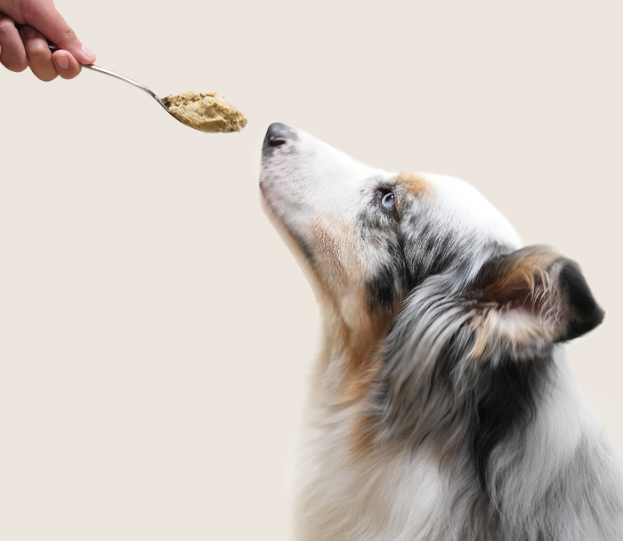 Open Farm Grass-Fed Beef Recipe Gently Cooked For Dogs, 96oz
