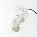 Orchid Phalaenopsis Infused x 8 - Winter White 96cm