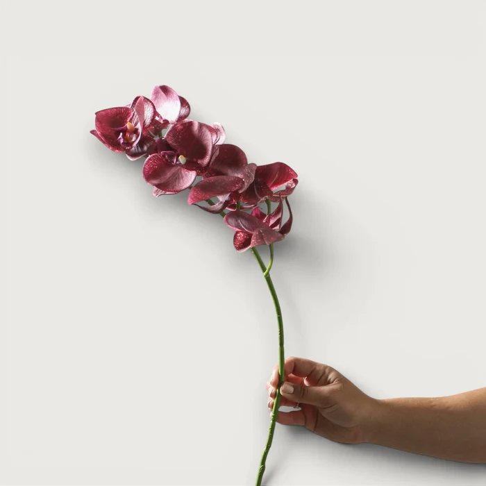 Orchid Phalaenopsis Spray - Burgundy 92cm