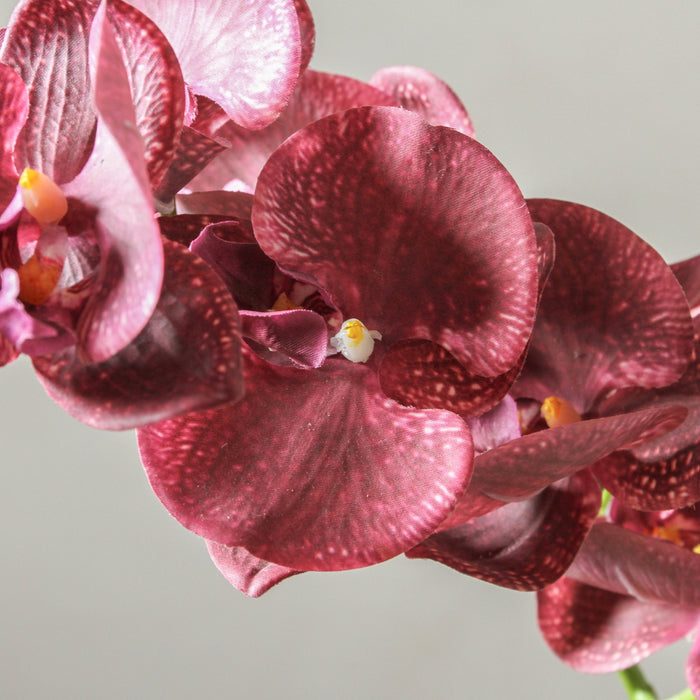 Orchid Phalaenopsis Spray - Burgundy 92cm - Few and Far - Flowers & Foliage