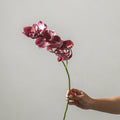 Orchid Phalaenopsis Spray - Burgundy 92cm - Few and Far - Flowers & Foliage