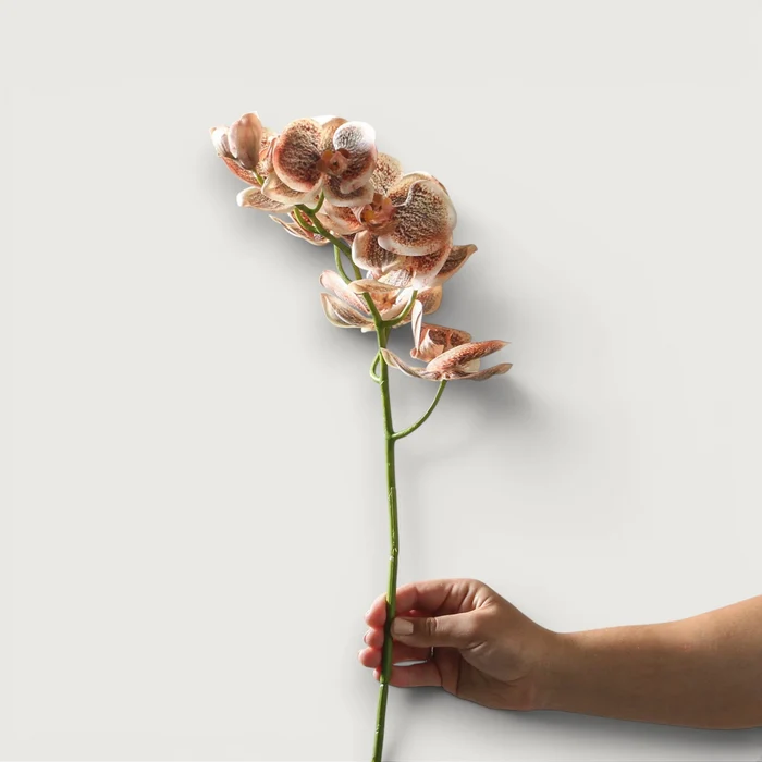 Orchid Phalaenopsis Spray - Toffee 92cm