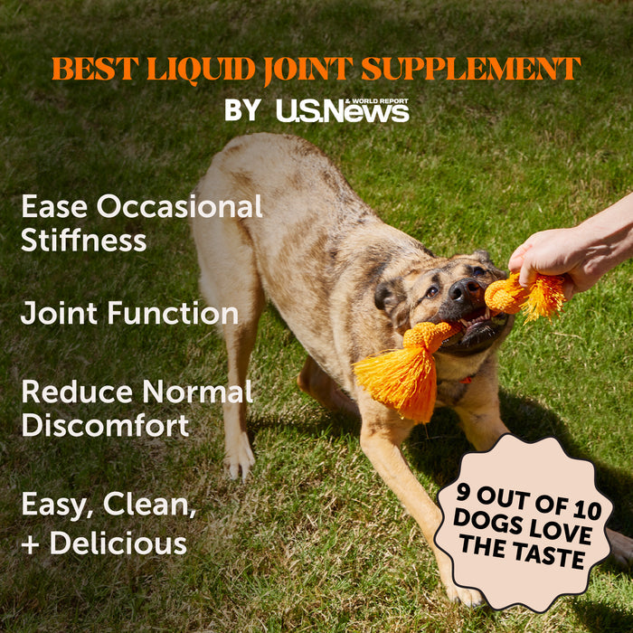 Pet Honesty Hip and Joint Bone Broth and Glucosamine Oil Supplement for Dogs, Turkey Flavor, 12 oz.