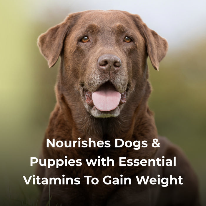 PetAg Dyne High Calorie Liquid Nutritional Supplement for Dogs & Puppies 8 weeks and Older, 32 oz.