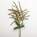 Pieris Japonica Flame Green 94cm