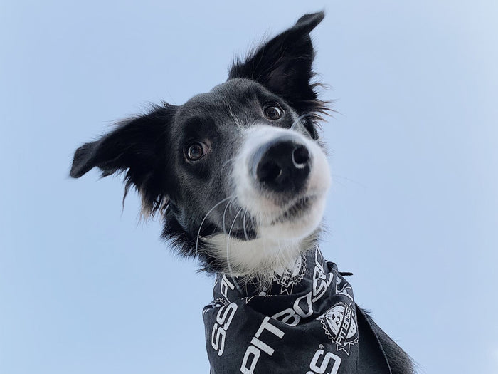 Black Pit Puppies dog bandana by Pit Boss Grills, worn by a black and white dog against a clear blue sky.