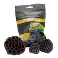 Reptifauna Aquatic Plant Lotus Pods, 3 Count