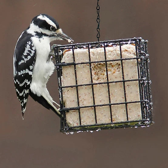 Royal Wing 1 Cake Capacity Deluxe Suet Bird Feeder
