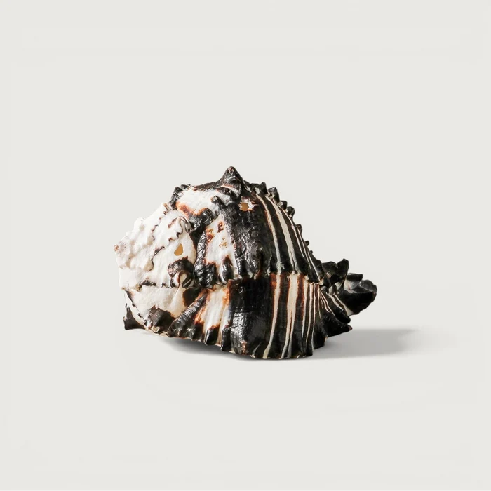 Shell - Black Murex 10cm