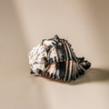 Shell - Black Murex 10cm