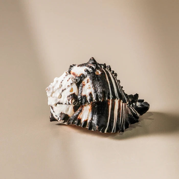 Shell - Black Murex 10cm