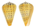 Shell - Conus Betulinus 9cm