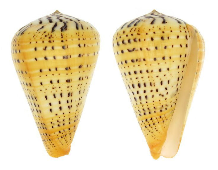 Shell - Conus Betulinus 9cm
