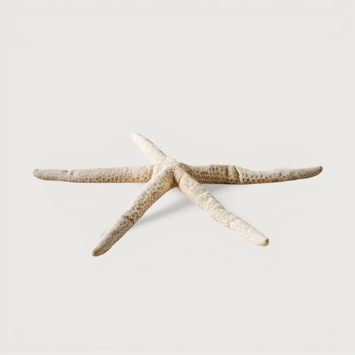 Shell - Finger Starfish - 30cm