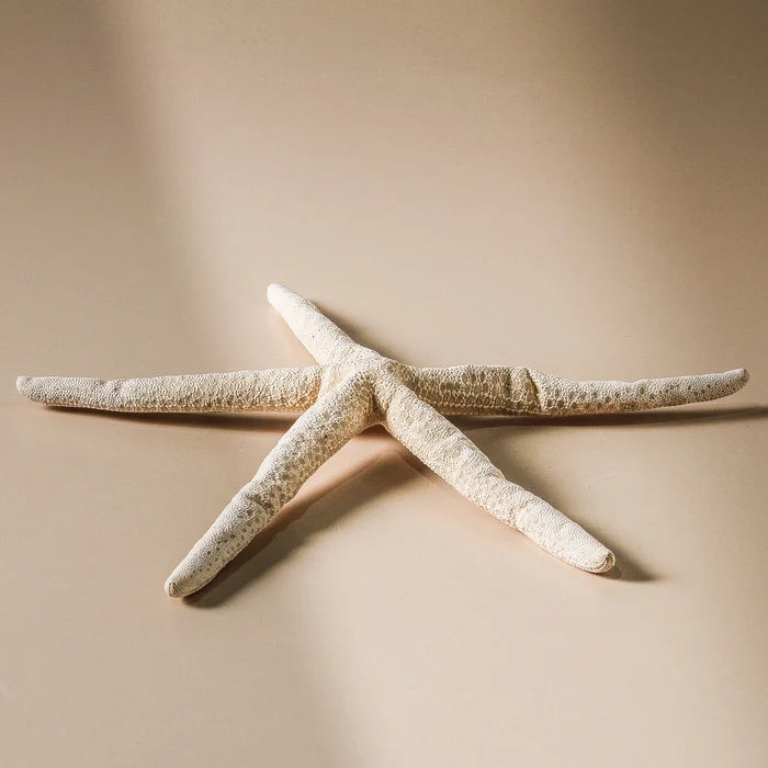 Shell - Finger Starfish - 30cm