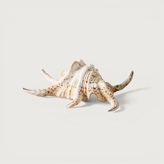 Shell - Lambis Chiragra 13cm