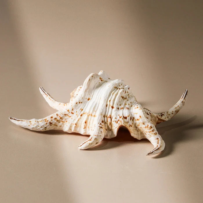 Shell - Lambis Chiragra 13cm - Few and Far - Decorative Objects