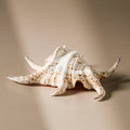 Shell - Lambis Chiragra 13cm - Few and Far - Decorative Objects