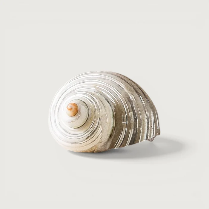 Shell - Turbo Argyrostomus - 5cm