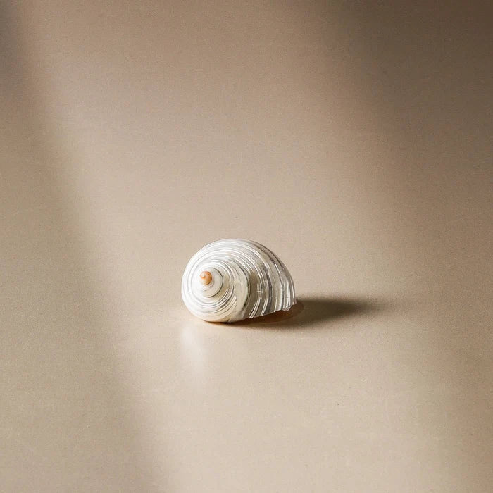 Shell - Turbo Argyrostomus - 5cm - Few and Far - Decorative Objects