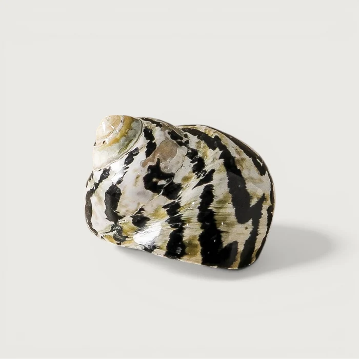 Shell - Turbo Pica - Polished 7cm