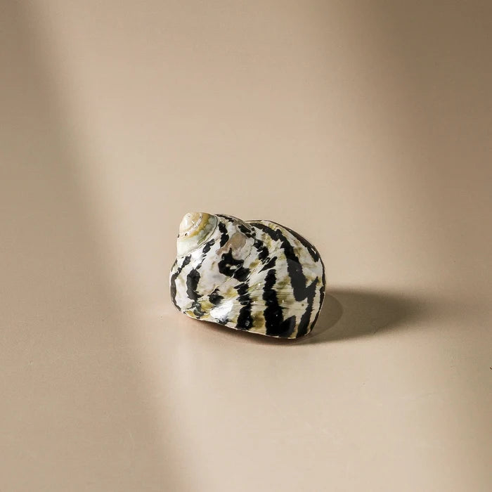 Shell - Turbo Pica - Polished 7cm - Few and Far - Decorative Objects